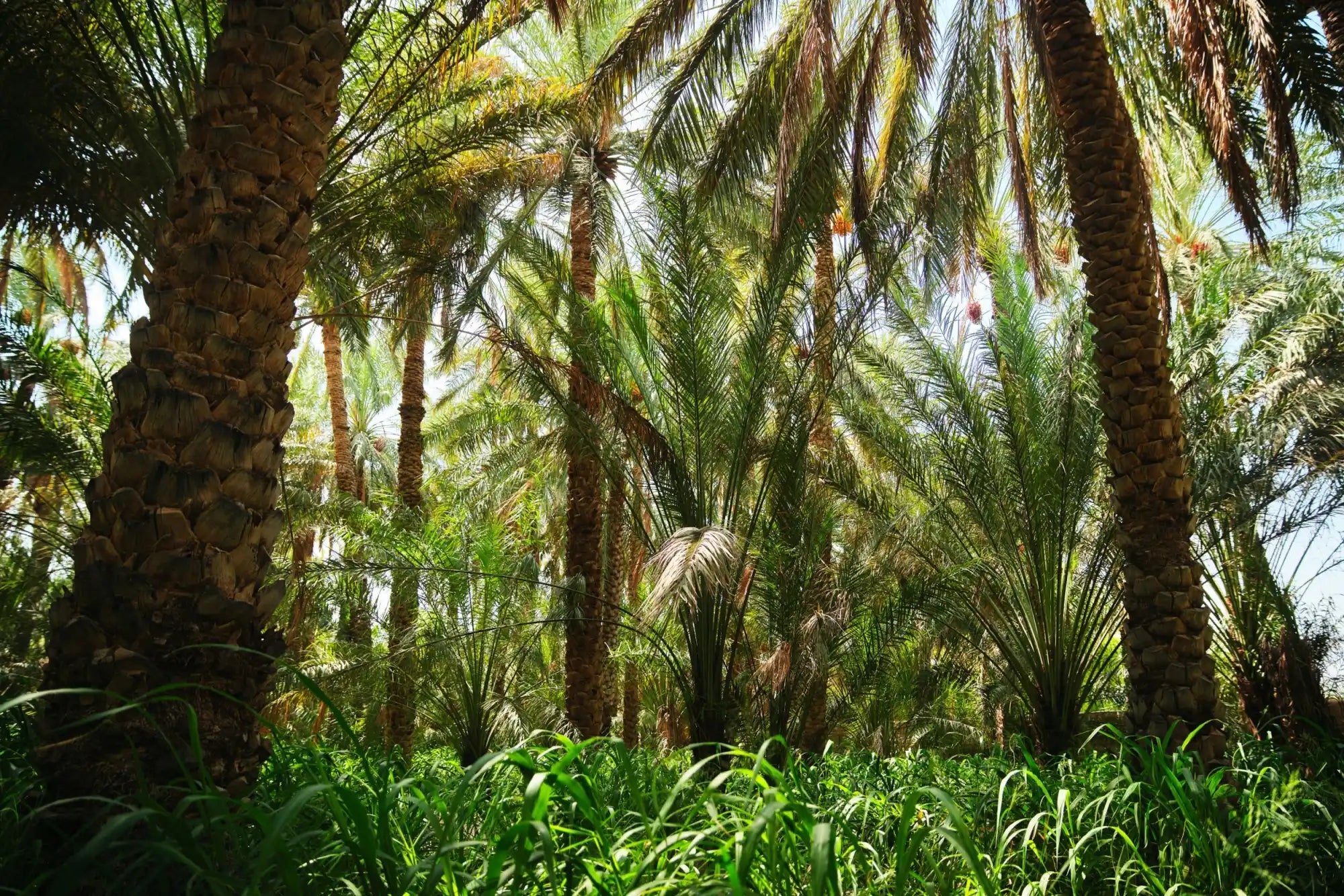 Lush palm tree grove.
